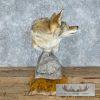 Coyote Shoulder Taxidermy Pedestal Mount For Sale - Image 7
