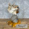 Coyote Shoulder Taxidermy Pedestal Mount For Sale - Image 8