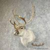 Peary Caribou Taxidermy Shoulder Mount For Sale - Image 3