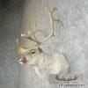 Peary Caribou Taxidermy Shoulder Mount For Sale - Image 2