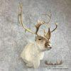 Peary Caribou Taxidermy Shoulder Mount For Sale - Image 4