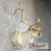 Peary Caribou Taxidermy Shoulder Mount For Sale - Image 5