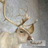 Peary Caribou Taxidermy Shoulder Mount For Sale - Image 6