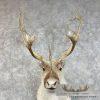 Peary Caribou Taxidermy Shoulder Mount For Sale - Image 8