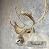 Peary Caribou Taxidermy Shoulder Mount For Sale - Image 7