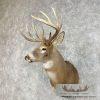 Whitetail Deer Taxidermy Shoulder Mount For Sale - Image 3