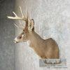 Whitetail Deer Taxidermy Shoulder Mount For Sale - Image 4