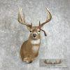 Whitetail Deer Taxidermy Shoulder Mount For Sale - Image 2