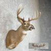 Whitetail Deer Taxidermy Shoulder Mount For Sale - Image 5