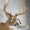 Whitetail Deer Taxidermy Shoulder Mount For Sale - Image 6