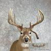 Whitetail Deer Taxidermy Shoulder Mount For Sale - Image 7