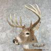 Whitetail Deer Taxidermy Shoulder Mount For Sale - Image 8