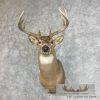 Whitetail Deer Taxidermy Shoulder Mount For Sale - Image 2