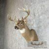 Whitetail Deer Taxidermy Shoulder Mount For Sale - Image 4
