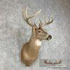 Whitetail Deer Taxidermy Shoulder Mount For Sale - Image 3