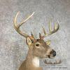 Whitetail Deer Taxidermy Shoulder Mount For Sale - Image 6