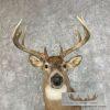 Whitetail Deer Taxidermy Shoulder Mount For Sale - Image 8