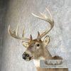 Whitetail Deer Taxidermy Shoulder Mount For Sale - Image 7