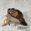 Melanistic Raccoon Taxidermy Mount For Sale - Image 4
