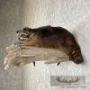 Melanistic Raccoon Taxidermy Mount For Sale - Image 3