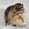 Melanistic Raccoon Taxidermy Mount For Sale - Image 2