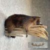 Melanistic Raccoon Taxidermy Mount For Sale - Image 5