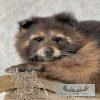 Melanistic Raccoon Taxidermy Mount For Sale - Image 7