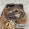 Melanistic Raccoon Taxidermy Mount For Sale - Image 6
