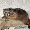 Melanistic Raccoon Taxidermy Mount For Sale - Image 8