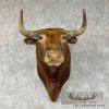 Spanish Fighting Bull Taxidermy Shoulder Mount For Sale