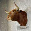 Spanish Fighting Bull Taxidermy Shoulder Mount For Sale - Image 3