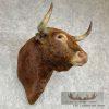 Spanish Fighting Bull Taxidermy Shoulder Mount For Sale - Image 4