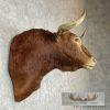 Spanish Fighting Bull Taxidermy Shoulder Mount For Sale - Image 5