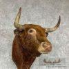 Spanish Fighting Bull Taxidermy Shoulder Mount For Sale - Image 6