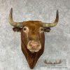 Spanish Fighting Bull Taxidermy Shoulder Mount For Sale - Image 7