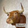 Spanish Fighting Bull Taxidermy Shoulder Mount For Sale - Image 8