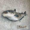 Reproduction Blue Catfish Taxidermy Fish Mount For Sale - Image 3