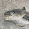 Reproduction Blue Catfish Taxidermy Fish Mount For Sale - Image 5