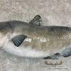 Reproduction Blue Catfish Taxidermy Fish Mount For Sale - Image 6