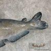 Reproduction Blue Catfish Taxidermy Fish Mount For Sale - Image 7