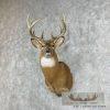 Whitetail Deer Taxidermy Shoulder Mount For Sale - Image 2