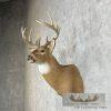 Whitetail Deer Taxidermy Shoulder Mount For Sale - Image 3
