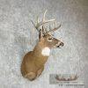 Whitetail Deer Taxidermy Shoulder Mount For Sale - Image 4