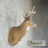Whitetail Deer Taxidermy Shoulder Mount For Sale - Image 5