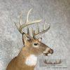 Whitetail Deer Taxidermy Shoulder Mount For Sale - Image 8
