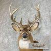 Whitetail Deer Taxidermy Shoulder Mount For Sale - Image 6