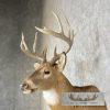 Whitetail Deer Taxidermy Shoulder Mount For Sale - Image 7