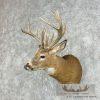 Whitetail Deer Taxidermy Shoulder Mount For Sale - Image 2