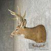 Whitetail Deer Taxidermy Shoulder Mount For Sale - Image 3