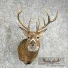 Whitetail Deer Taxidermy Shoulder Mount For Sale - Image 6